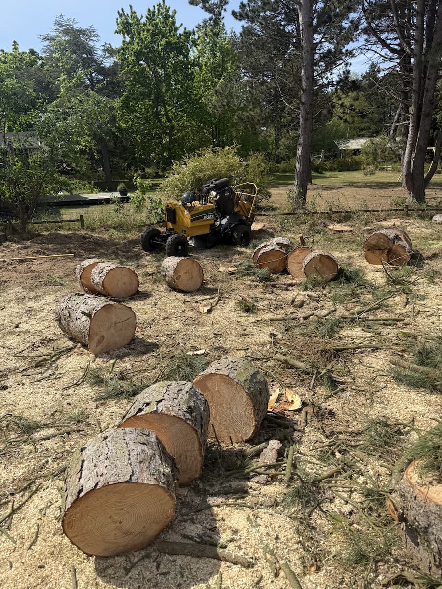 Afskåret træstammer stubfræsning