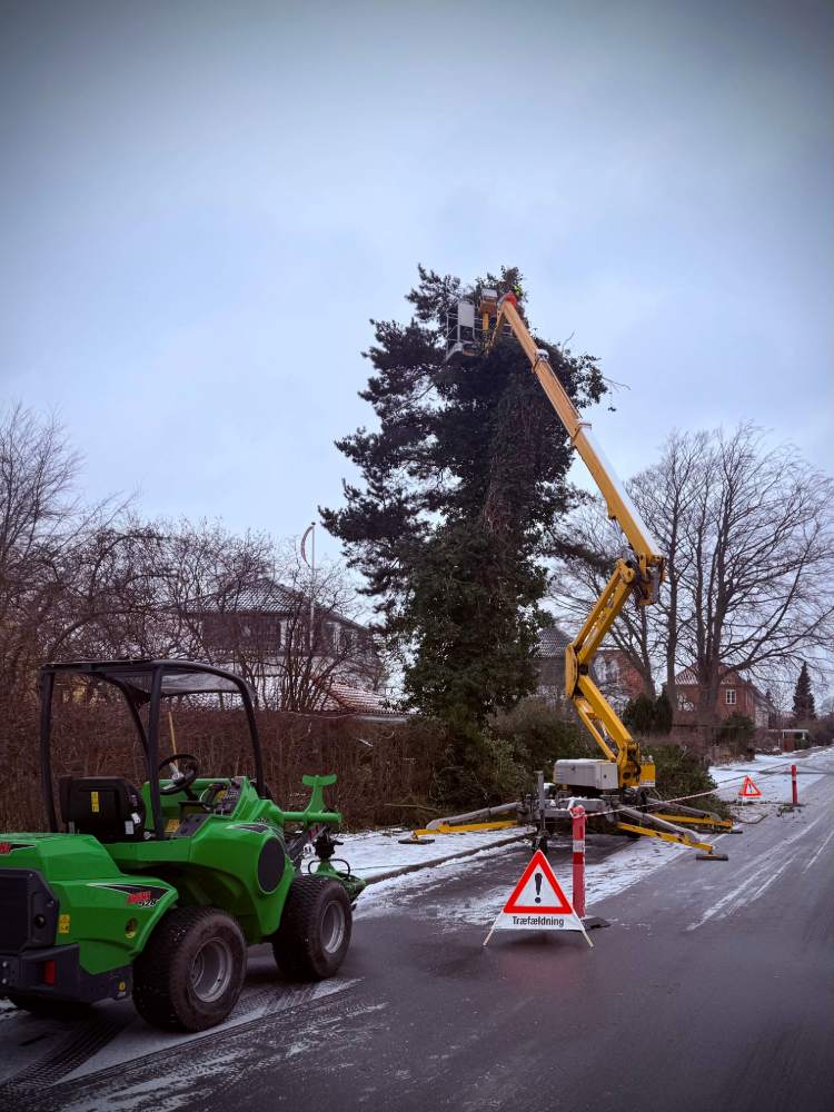 Avant Minilæsser og træfældning fra lift i Nyborg