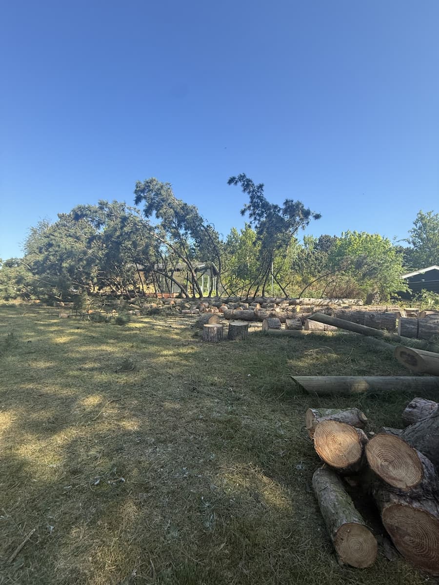 afskåret træer, græsplæne med træstammer