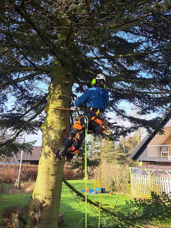 arborist i grantræ til træfældning på Fyn
