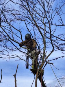 arborist i træ med sav