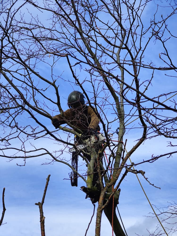 arborist i træ med sav