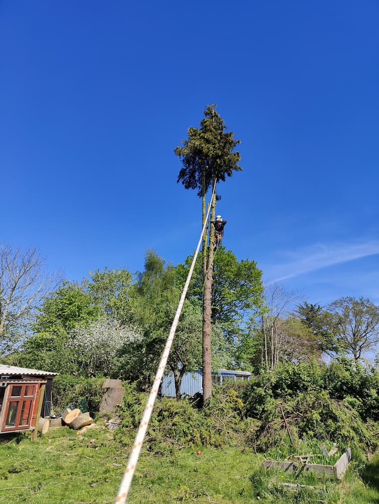 træfældning på Fyn med blå himmel og højt træ og reb