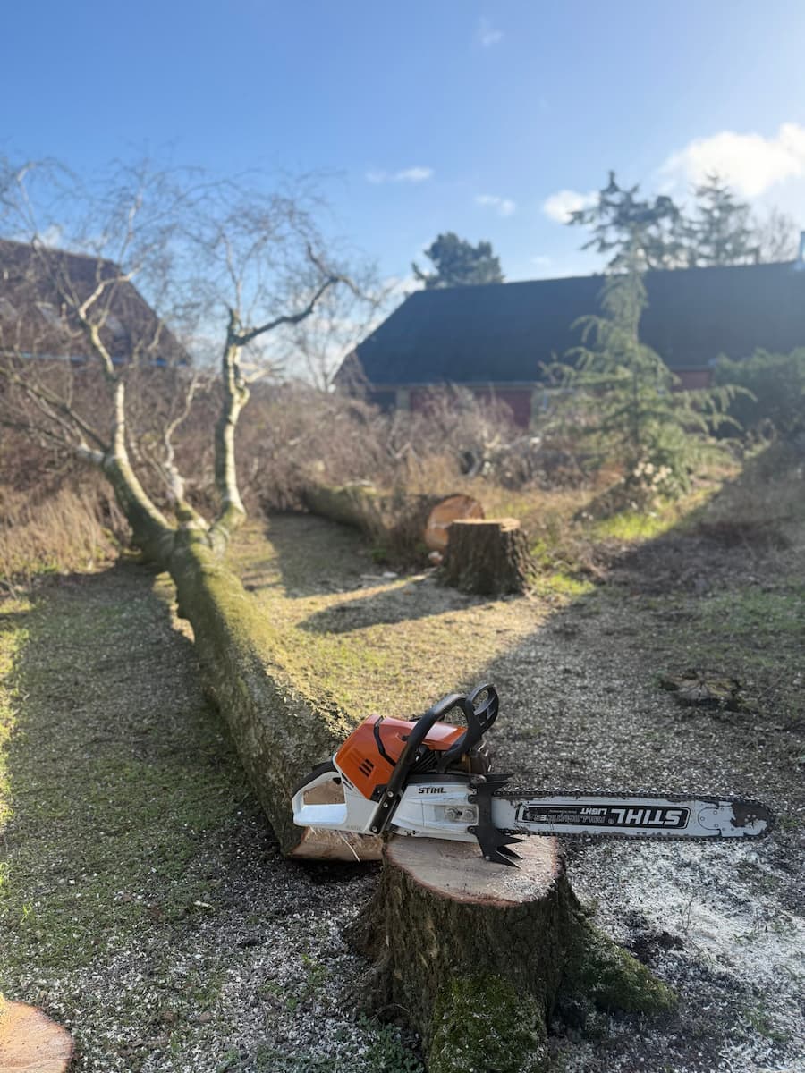 fældet træ med motorsav