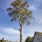 højt træ med arborist