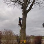 højt træ med arborist 2