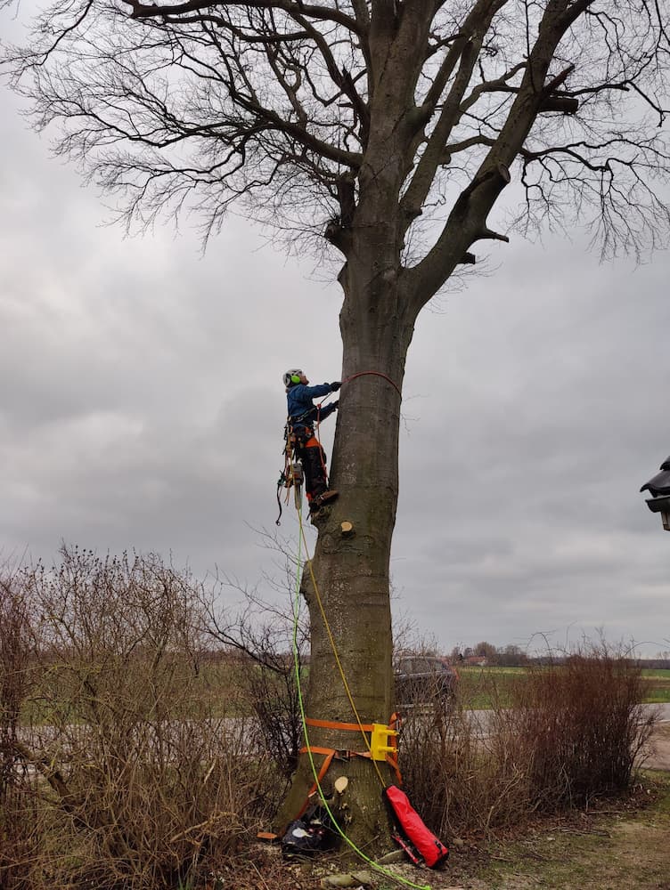 højt træ med arborist 2