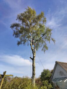 højt træ med arborist