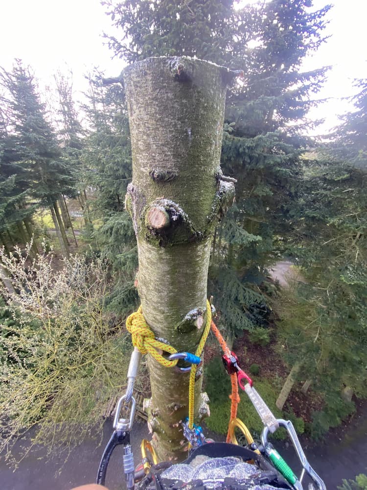 perspektiv fra højt træ