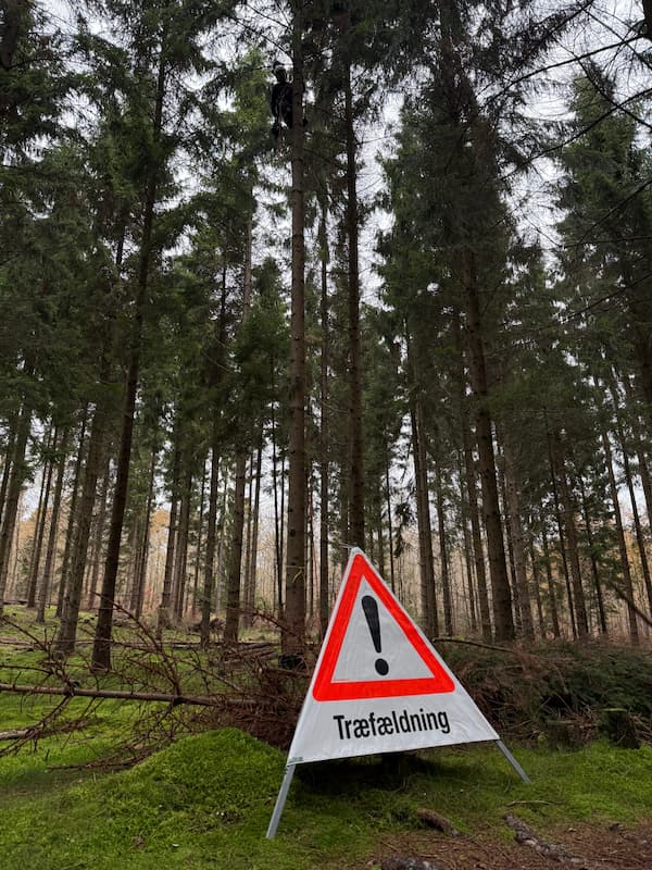 skov med grantræer og skilt