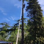 solrig dag med højt træ og arborist i træ