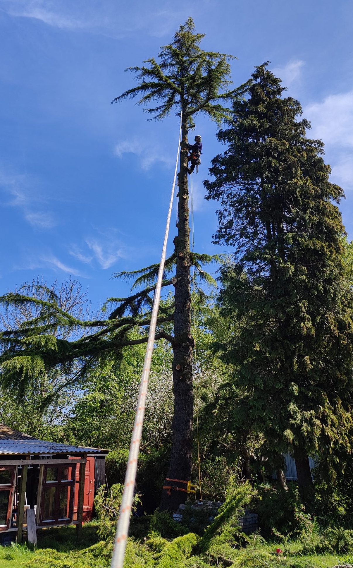 solrig dag med højt træ og arborist i træ
