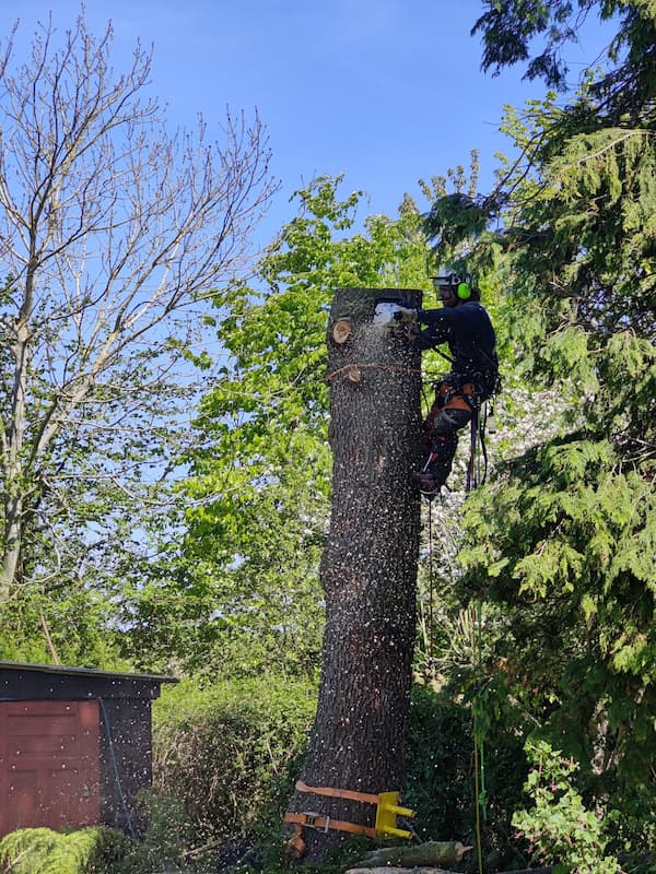 træ er ved at blive beskræet