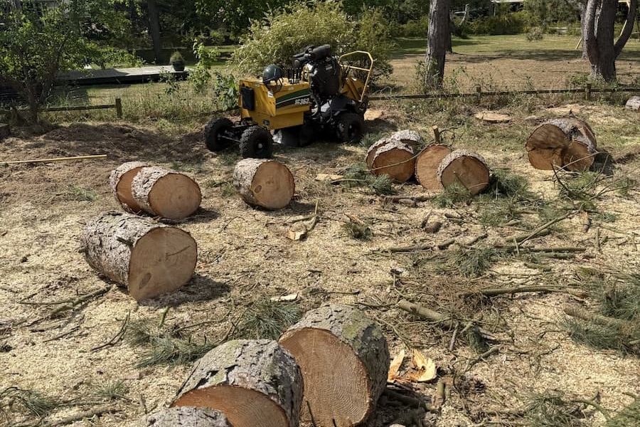 Afskåret træstammer stubfræsning