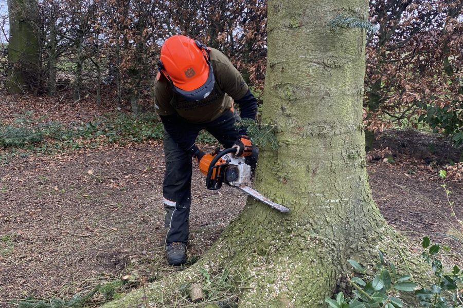 Træfældning i Odense - professionel hjælp
